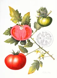 Tomates